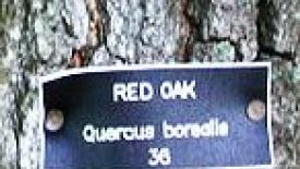 Bark_red_oak.jpg
