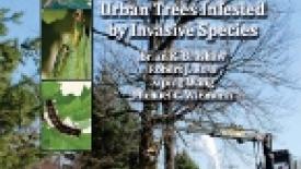 Forest Service Offers Advice for Using Insect-Killed Trees