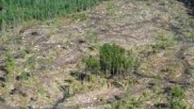 Forestasbiofuel145.jpg