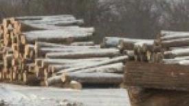 Illegal-Russian-Hardwood-Logging-145.JPG