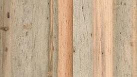 Kirei-pine-beetle-kill-thumb.jpg