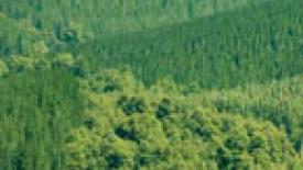 Masisa Sells Forestland to US Timber Group for $203 Million
