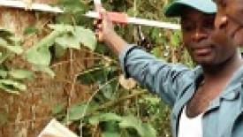 Logging venture in Gabon tropical hardwood forests totals $200 M