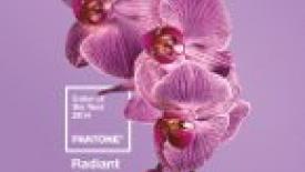 Pantone Reveals Color of the Year for 2014