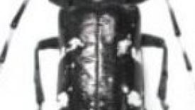 Penn beetle 145.jpg