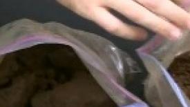 Super Yeast Turns Pine to Car Fuel