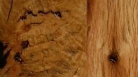 Pioneer tan oak145.jpg