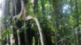 REDD sumatra1-145.JPG