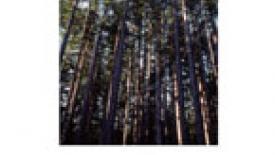 Rayonier Splits Timber, Chemicals Businesses