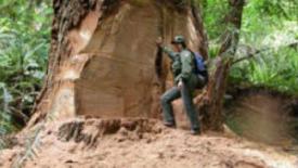 Redwood Burl Poachers Face Felony With Proposed Bill