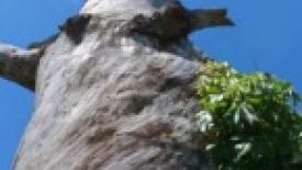 Scott-Wunder-Twisted-Wood-145.jpg