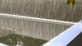 Swamp White Oaka 145.jpg