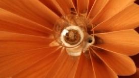 Tennage-Veneer-Light145.jpg