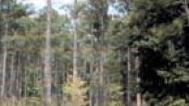 Timber Mart South.JPG