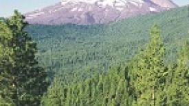 Timber Products Acquires Northern Forestland