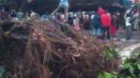 Tree-Kills-31-145.jpeg