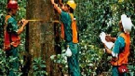 Tropical_Forest_Foundation_sustainable_loggine_study_thumb.jpg