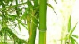 Wagner-Meters_Bamboo-plants-thumb.jpg