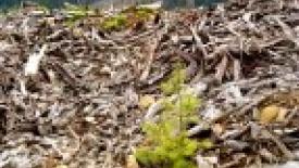 Washington wood waste 145.jpg