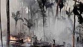 Brazil Forests May Be Protected by Last Minute Veto