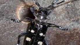 asianlhbeetle145.jpg
