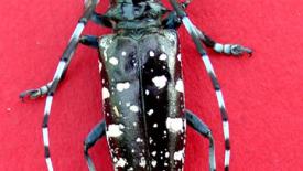 Hardwoods threatened by longhorn beetle