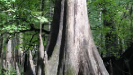 cypress.tree.PNG