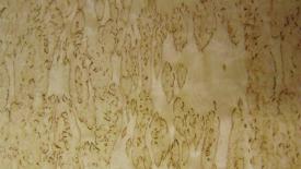 Birch_burl_016.jpg