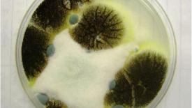 Black-mold-plate.jpg