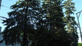 Division St. urban wood.jpg