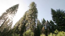 McCloud-Dogwood-Butte-Trees.jpg