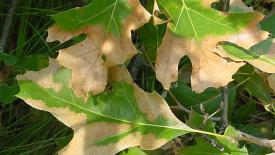 Oak-wilt-leaves-ISU.jpg