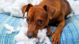 Pet-Damage-Furniture-Insurance.jpg