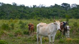 Robin-Chazdon-Chiapas-pastures.jpeg