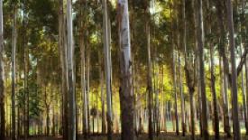Weyerhaeuser Uruguay.jpg