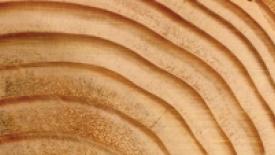 Wood-doctor-wood.jpg