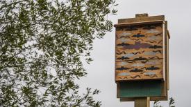 bat-house-conservation.jpg