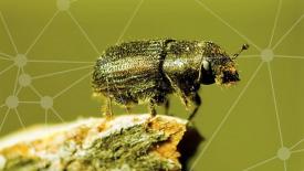 bugs-genome-image.jpg