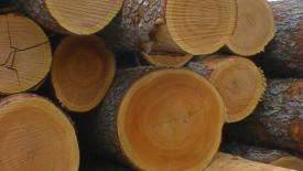 cherry-logs.jpg