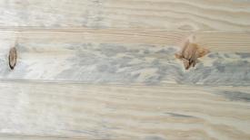 denim-pine.jpg