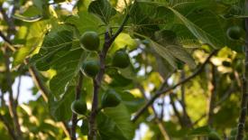 fig-tree.jpg