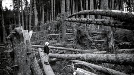 forest-storm.jpg