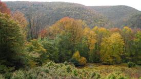 hardwood-forest_63.jpg
