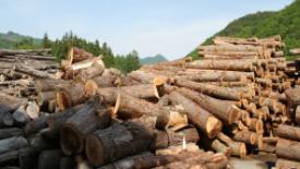 japanese-logs.jpg