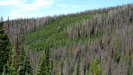 medicine-bow-forest-dead-trees.jpg