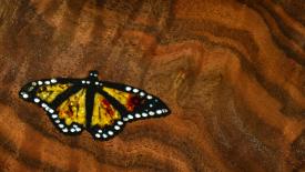 monarch butterfly.jpg