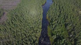 new-brunswick-forests.jpg