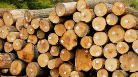 northwest-hardwoods-logs.jpg