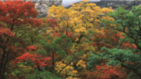 northwesthardwoodforest.png