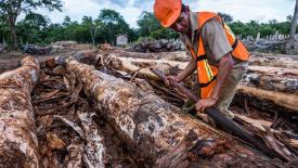 rainforest-timber-worker.jpg